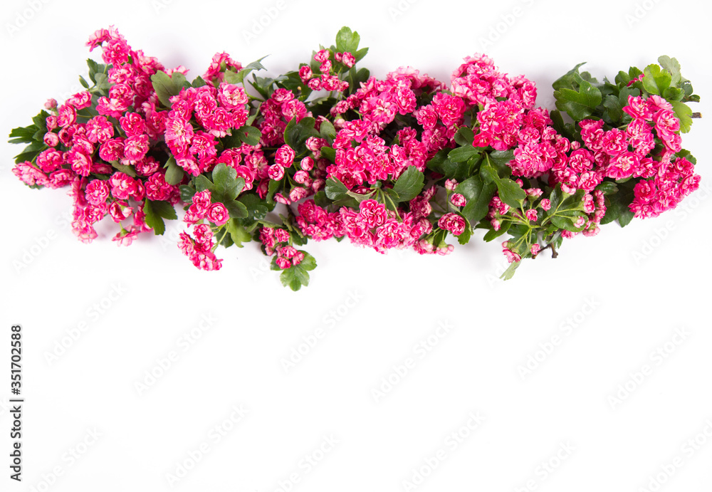 Obraz premium Midland hawthorn (Crataegus laevigata) branch with blossoms on a white background with text space