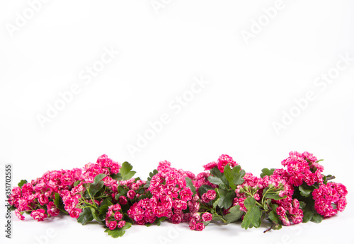 Midland hawthorn (Crataegus laevigata) branch with blossoms on a white background with text space