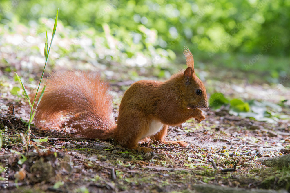 Red squirrel sitting on the ground and eating Red squirrel sitting on the ground and eating