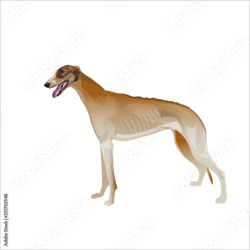 Brown greyhound dog on white vector illustration