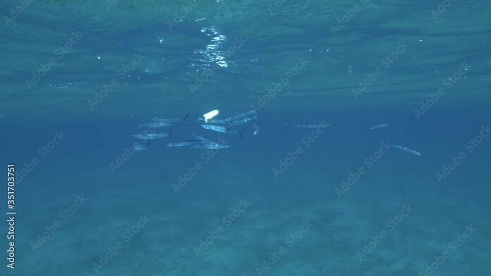 custom made wallpaper toronto digitalschool of juvenile Halfbeak fish eating toast thrown from a boat under surace of blue water. Camera zooming