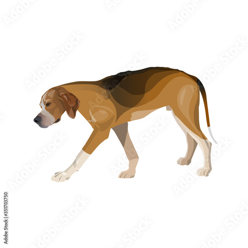 Tired hound breed dog is walking slowly