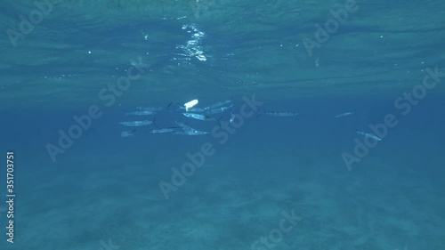 Wallpaper Mural school of juvenile Halfbeak fish eating toast thrown from a boat under surace of blue water. Camera zooming Torontodigital.ca