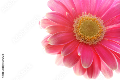 pink gerber daisy isolated on white