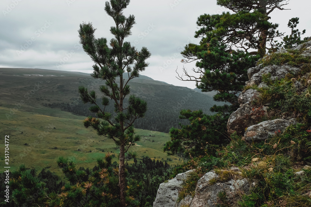 pine trees grow on stones over a cliff a cloudy day. Monument of nature of UNESCO, Adygea, Lago Naki, ecology. The famous tourist route. pine trees grow on stones over a cliff a cloudy day. Monument of nature of UNESCO, Adygea, Lago Naki, ecology. The famous tourist route.