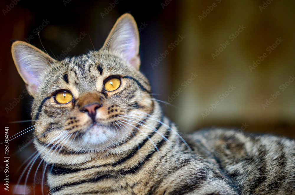 striped young brown cat with yellow eyes