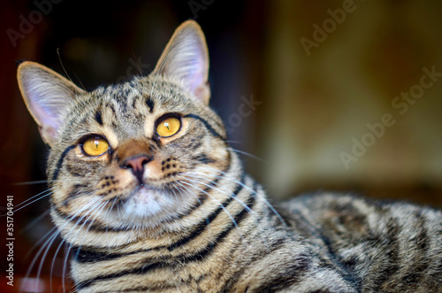 striped young brown cat with yellow eyes © Mariia