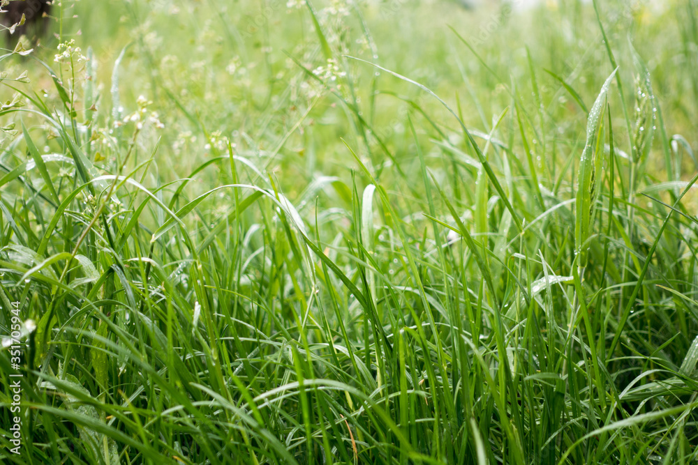 Obraz premium Dew drops on the grass shining in the morning rays of sun.