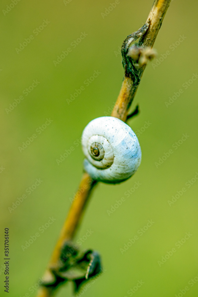Small snail hanging on a dry branch in green background, macro Small snail hanging on a dry branch in green background, macro