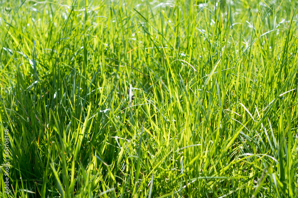 grass shining in the morning rays of sun. grass shining in the morning rays of sun.