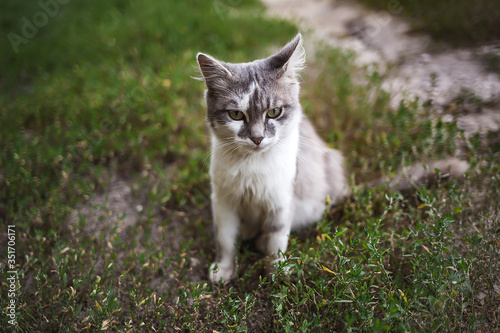 white cat sits thoughtfully on a green lawn, stray animal shelter