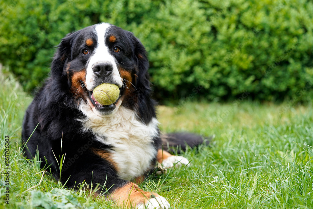 Bernese Mountain Dog lying on the grass, tennis ball in his mouth. 