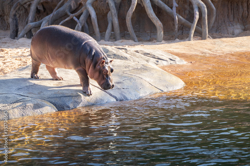 Fotografie, Tablou hippopotamus on the river