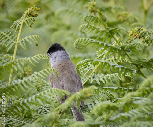 фотографія the various birds brighten spring!