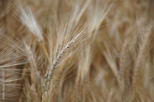 Background view of ears of yellow wheat