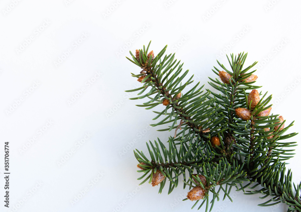 A spruce branch with small young cones isolated on a white background.The concept of the new year and Christmas