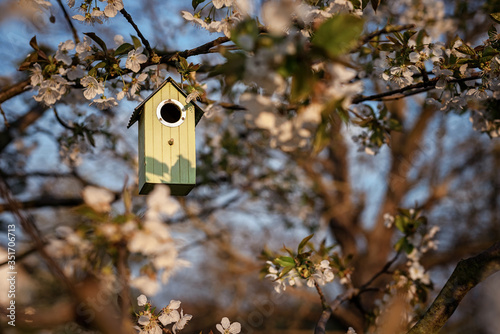 Birdhouse in spring with blossom cherryflower © Vaceslav Romanov
