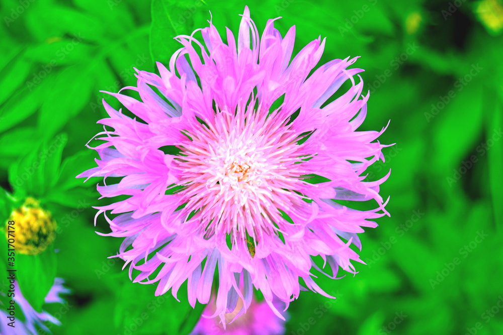 Obraz premium Pink flower on a green background