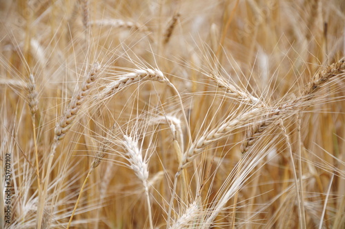 Background view of ears of yellow wheat