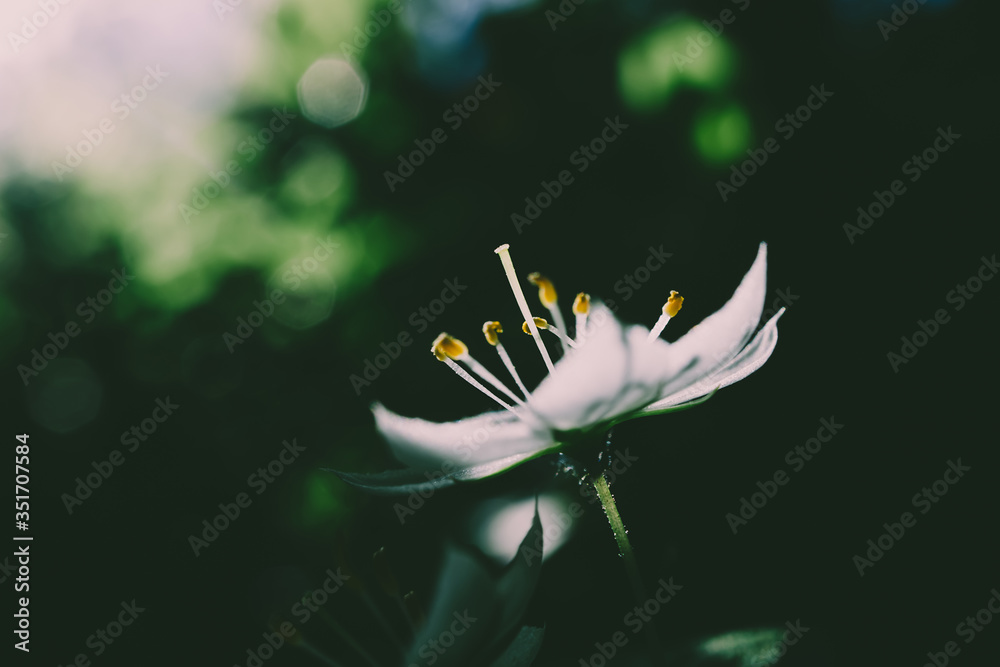 A small white flowers grows in a forest. Detailed macro photo. The concept of spring, summer, wildflowers. A small white flowers grows in a forest. Detailed macro photo. The concept of spring, summer, wildflowers.