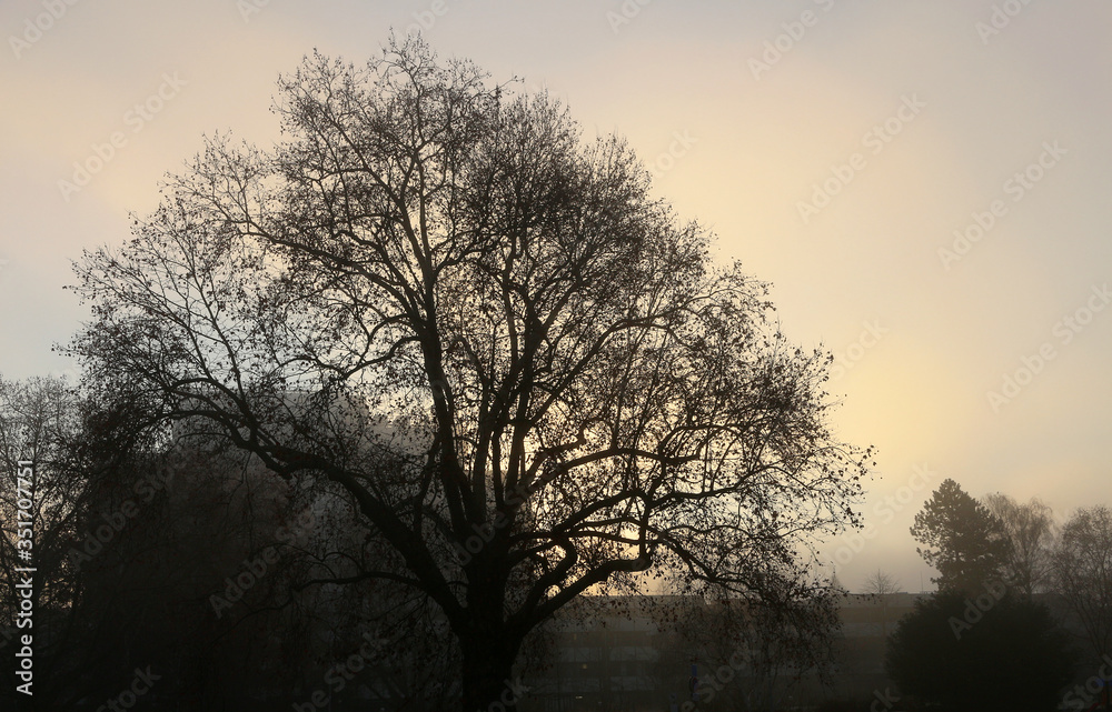 first light of winter morning in urban park first light of winter morning in urban park