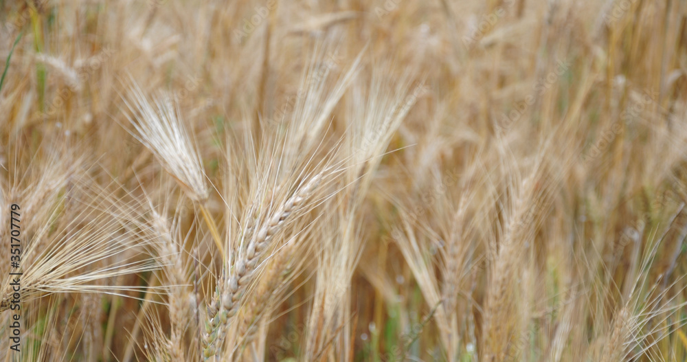 field of wheat. Background view of ears of yellow wheat field of wheat. Background view of ears of yellow wheat