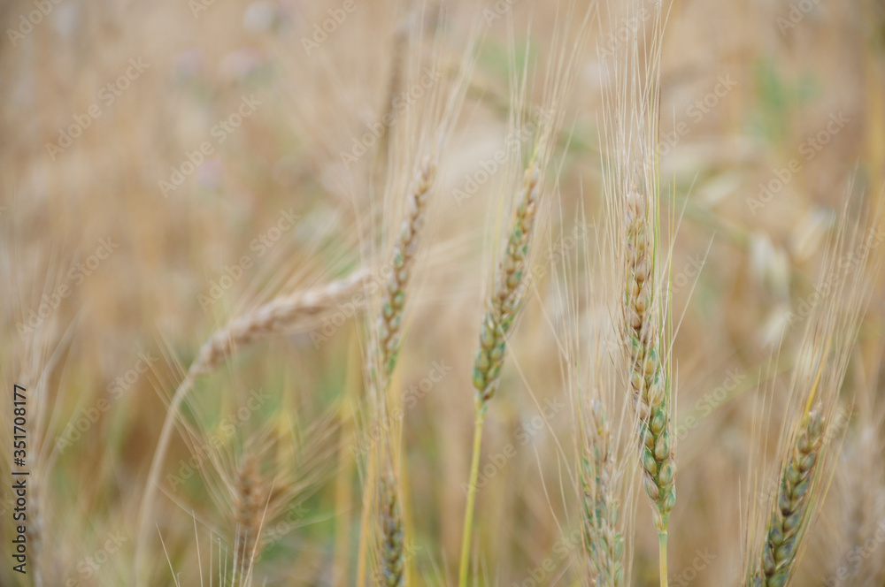 Background view of ears of yellow wheat Background view of ears of yellow wheat