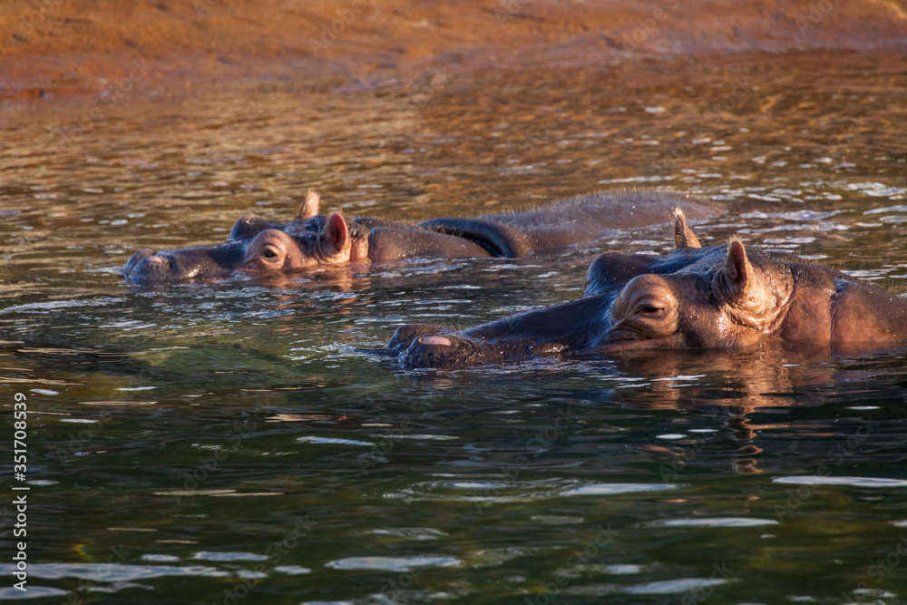 Fototapeta premium hippopotamus in water