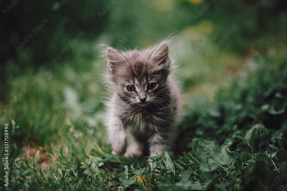 sad fluffy kitten among the green grass goes forward