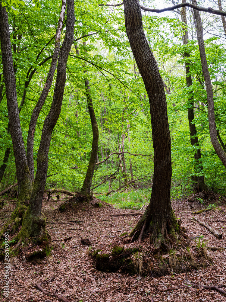 Obraz premium Trees growing in former wetland, overground roots visible. No water during drought times May spring. Poleski National Park, Poland, Europe.