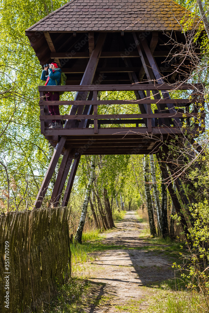 Person watching nature through binoculars from tourist wooden tower during sunny spring weather. Woman enjoying  outdoors in Poland, Europe.