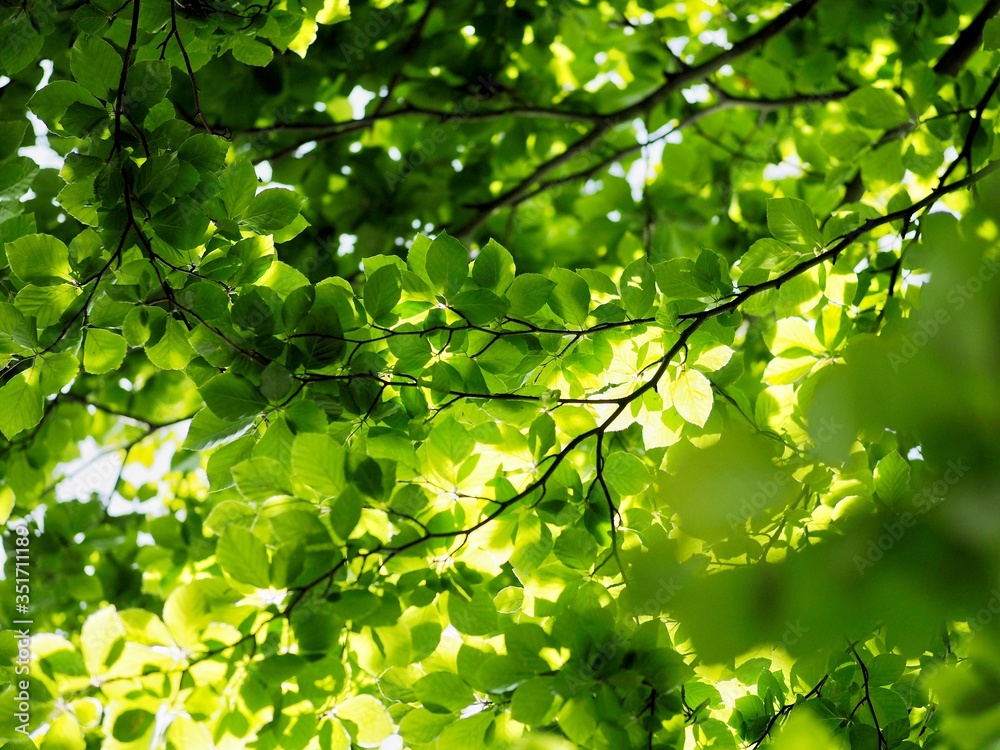 Beech Tree Leaves Beech Tree Leaves