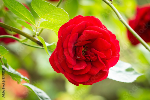 Red Rose in Bloom