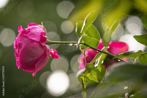 Wet Pink Rose in Bloom