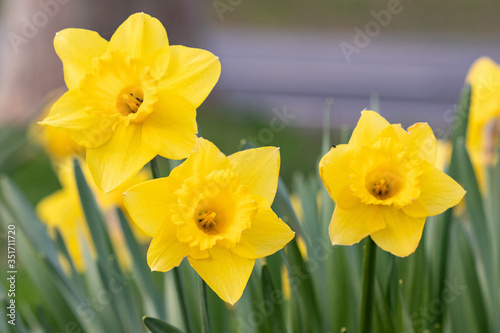 Daffodils in Bloom