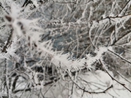 frost and snow on tree branches