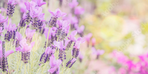 Fototapeta Naklejka Na Ścianę i Meble -  Summertime.  Blooming lavender in a field