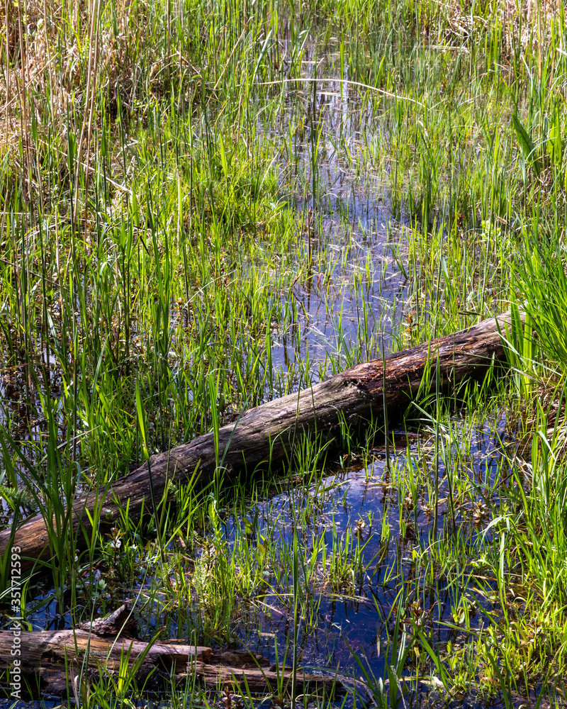 Log in shallow water. Green grass in water pond bank. Lake Wspolne