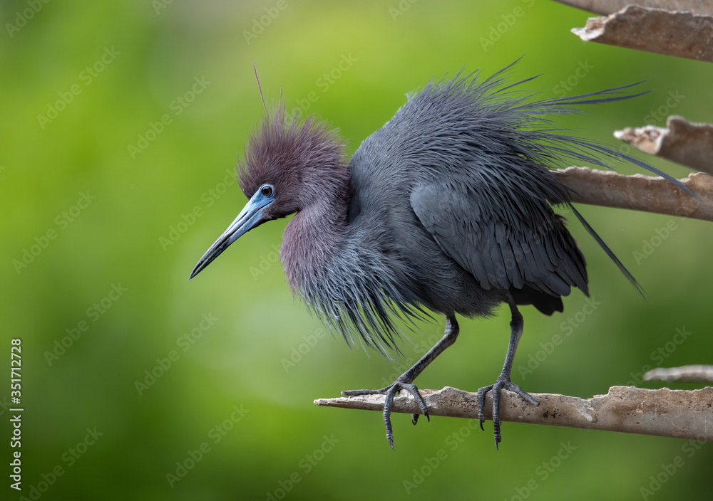 Fototapeta premium Little Blue Heron in Florida 