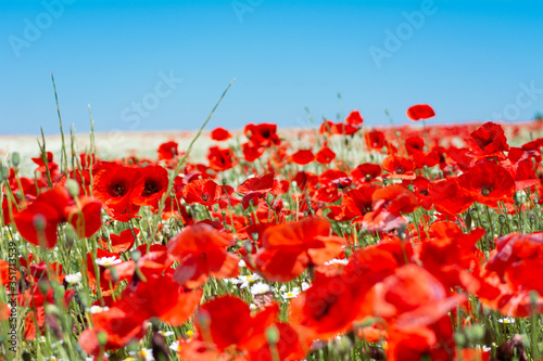 Campo de trigo con amapolas
