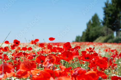 Campo de trigo con amapolas