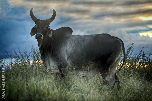 Fototapeta Naklejka Na Ścianę i Meble -  Brazil a cattle breeder and meat producer in the world