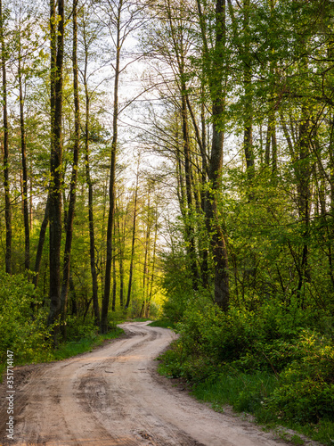 Winding dirt road in woods. Spring season green forest trees in sides. Walking path  trail in Orchowek  Wlodawa  Poland  Europe.