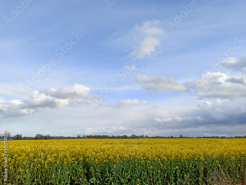 Golden Field of Flowering Rapeseed With Blue Sky - Brassica Napus - Plant for Green Energy and Oil Industry in Europe in Early Spring, Cloudy Sky
