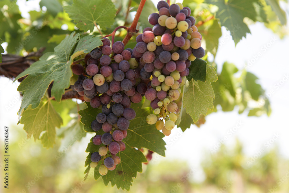 Unripe grapes. A multi-colored bunch of grapes on the vine under the bright rays of the morning sun. Close-up. Selective focus Unripe grapes. A multi-colored bunch of grapes on the vine under the bright rays of the morning sun. Close-up. Selective focus