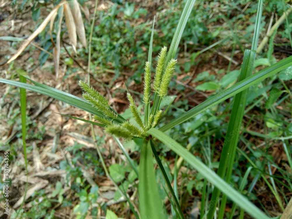 Cyperus rotundus (coco-grass, Java grass, nut grass, purple nut sedge, purple nutsedge, red nut sedge, Khmer kravanh chruk) with natural background. us rotundus is a perennial plant. Cyperus rotundus (coco-grass, Java grass, nut grass, purple nut sedge, purple nutsedge, red nut sedge, Khmer kravanh chruk) with natural background. us rotundus is a perennial plant.