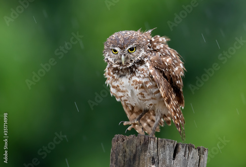 A burrowing owl in the rain in Florida 