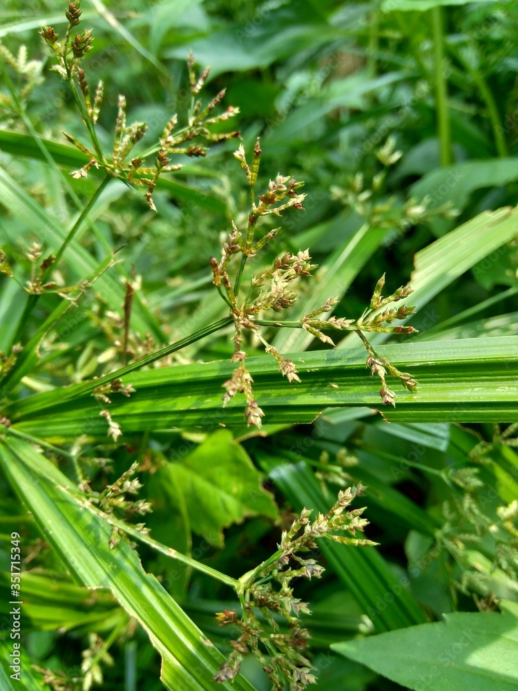 Cyperus rotundus (coco-grass, Java grass, nut grass, purple nut sedge, purple nutsedge, red nut sedge, Khmer kravanh chruk) with natural background. us rotundus is a perennial plant. Cyperus rotundus (coco-grass, Java grass, nut grass, purple nut sedge, purple nutsedge, red nut sedge, Khmer kravanh chruk) with natural background. us rotundus is a perennial plant.