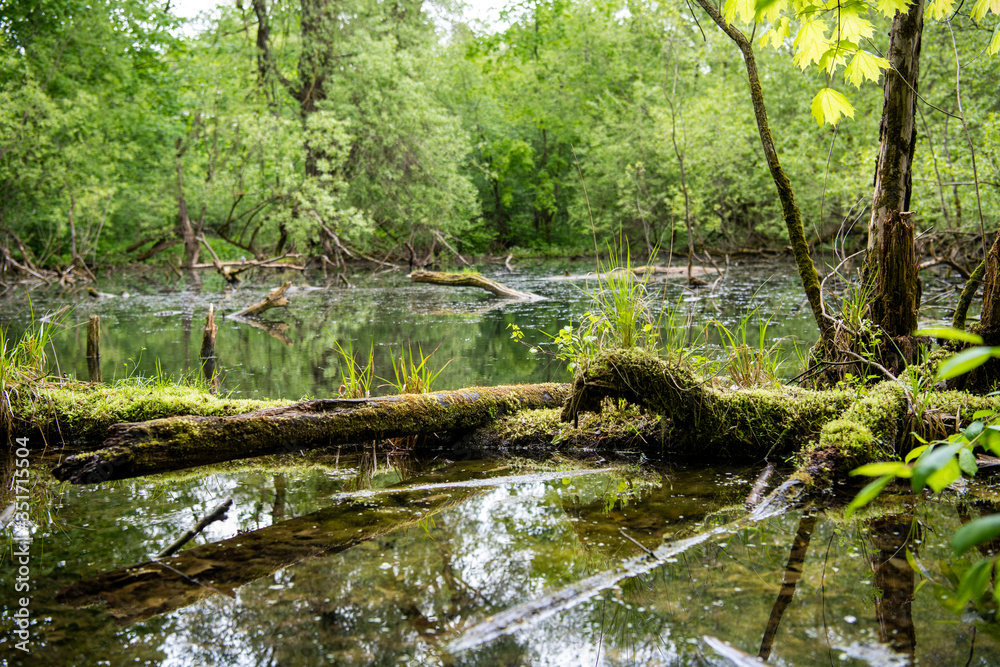 Fototapeta premium forest green swamp with fallen and moss-covered trees
