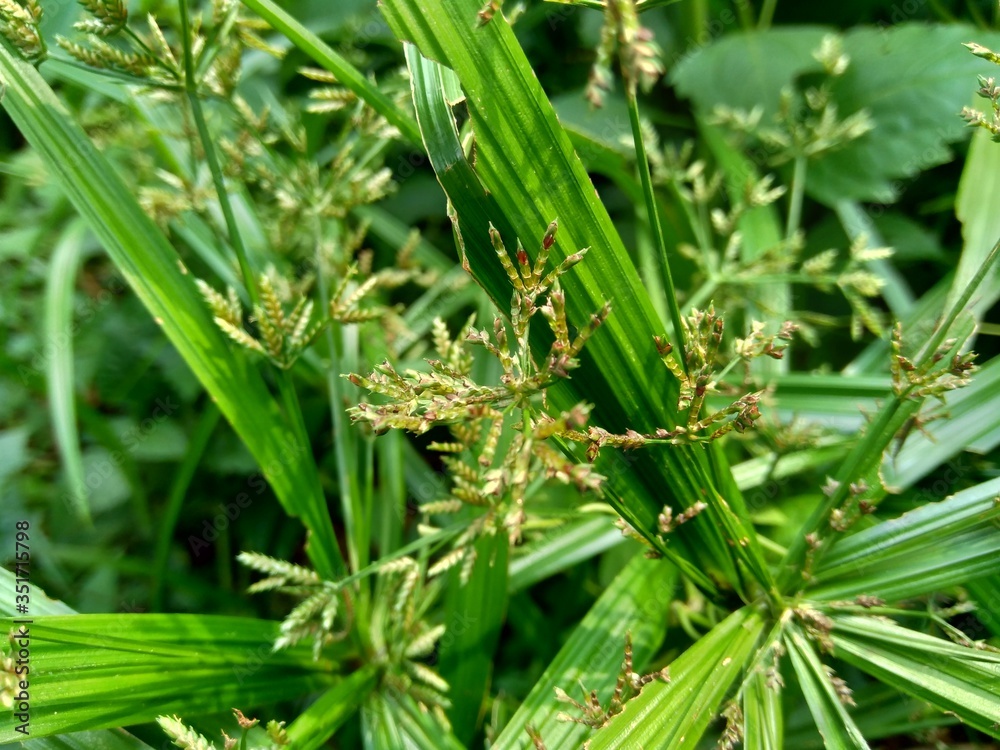 Cyperus rotundus (coco-grass, Java grass, nut grass, purple nut sedge, purple nutsedge, red nut sedge, Khmer kravanh chruk) with natural background. us rotundus is a perennial plant. Cyperus rotundus (coco-grass, Java grass, nut grass, purple nut sedge, purple nutsedge, red nut sedge, Khmer kravanh chruk) with natural background. us rotundus is a perennial plant.